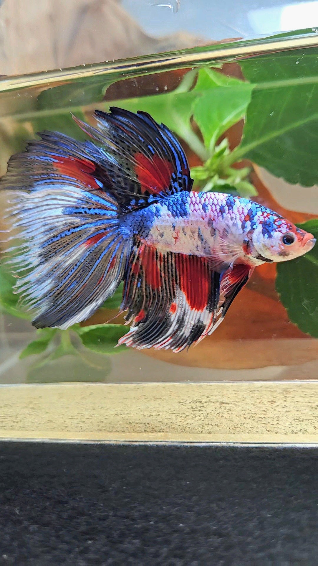GIANT HALFMOON TOTAL 9CM+ FANCY MULTICOLOR BETTA FISH