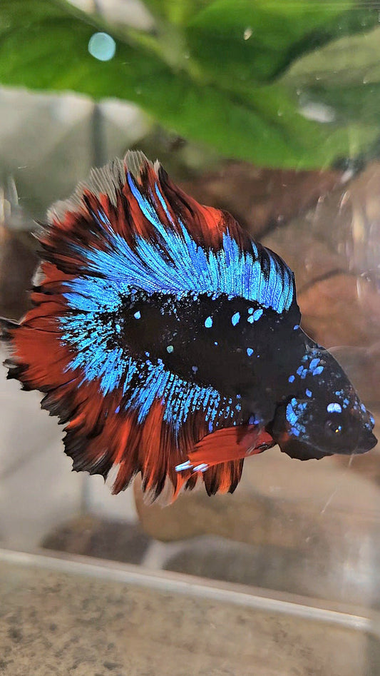 HALFMOON DOUBLE TAIL ROSETAIL BLACK GALAXY BLUE AVATAR VAMPIRE BETTA FISH