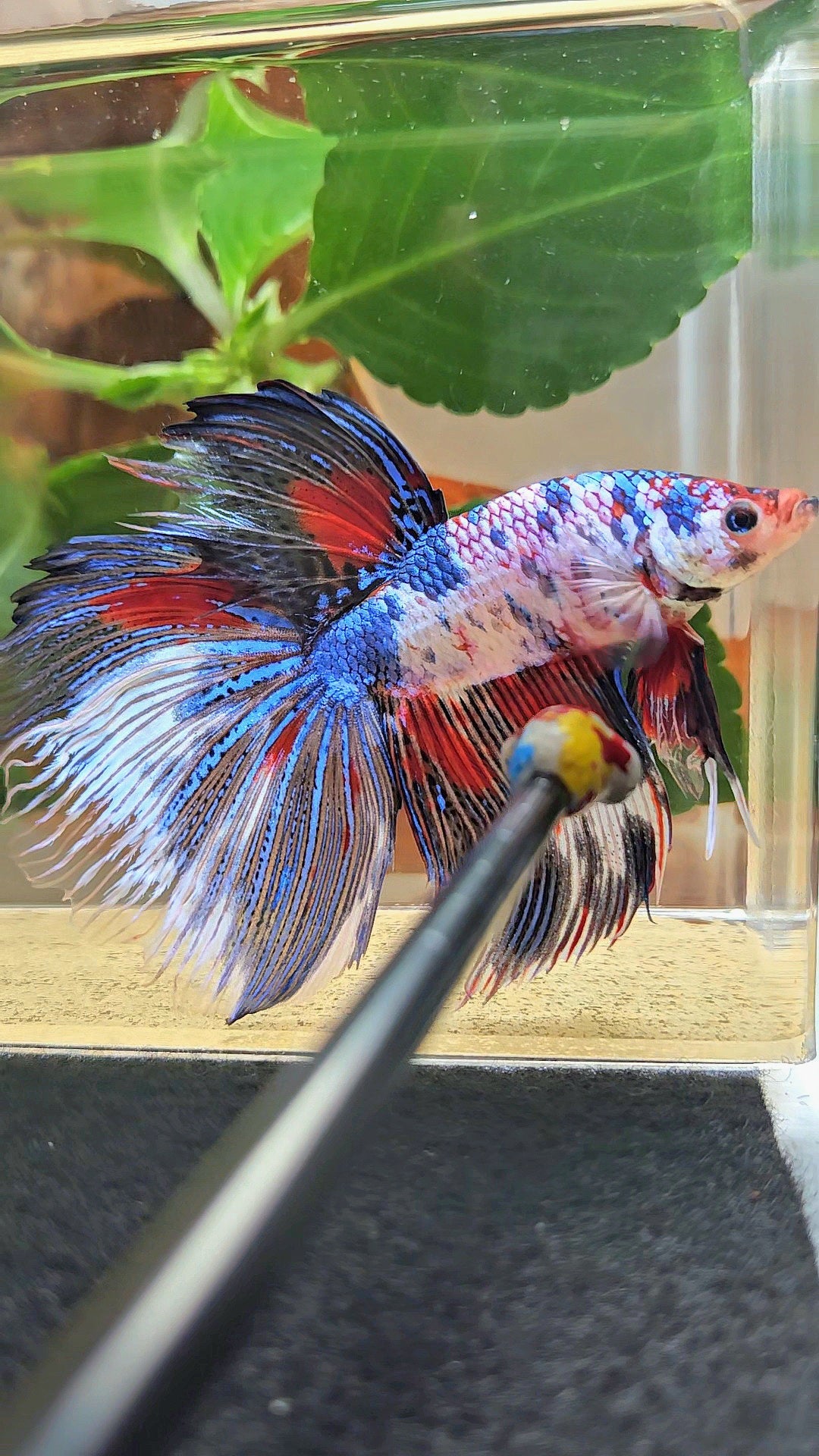 GIANT HALFMOON TOTAL 9CM+ FANCY MULTICOLOR BETTA FISH