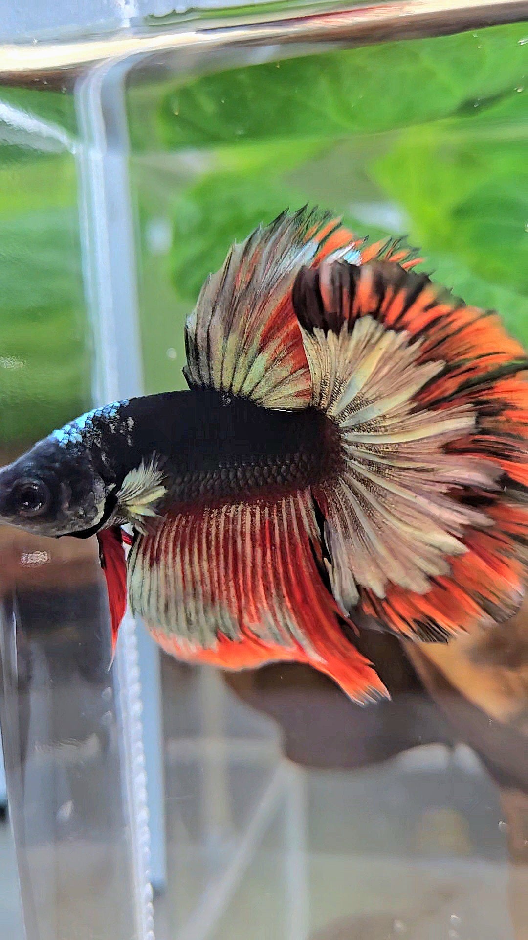 LUXURY HALFMOON ROSETAIL BLACK AVATAR COPPER GOLD RED PATTERN BETTA FISH