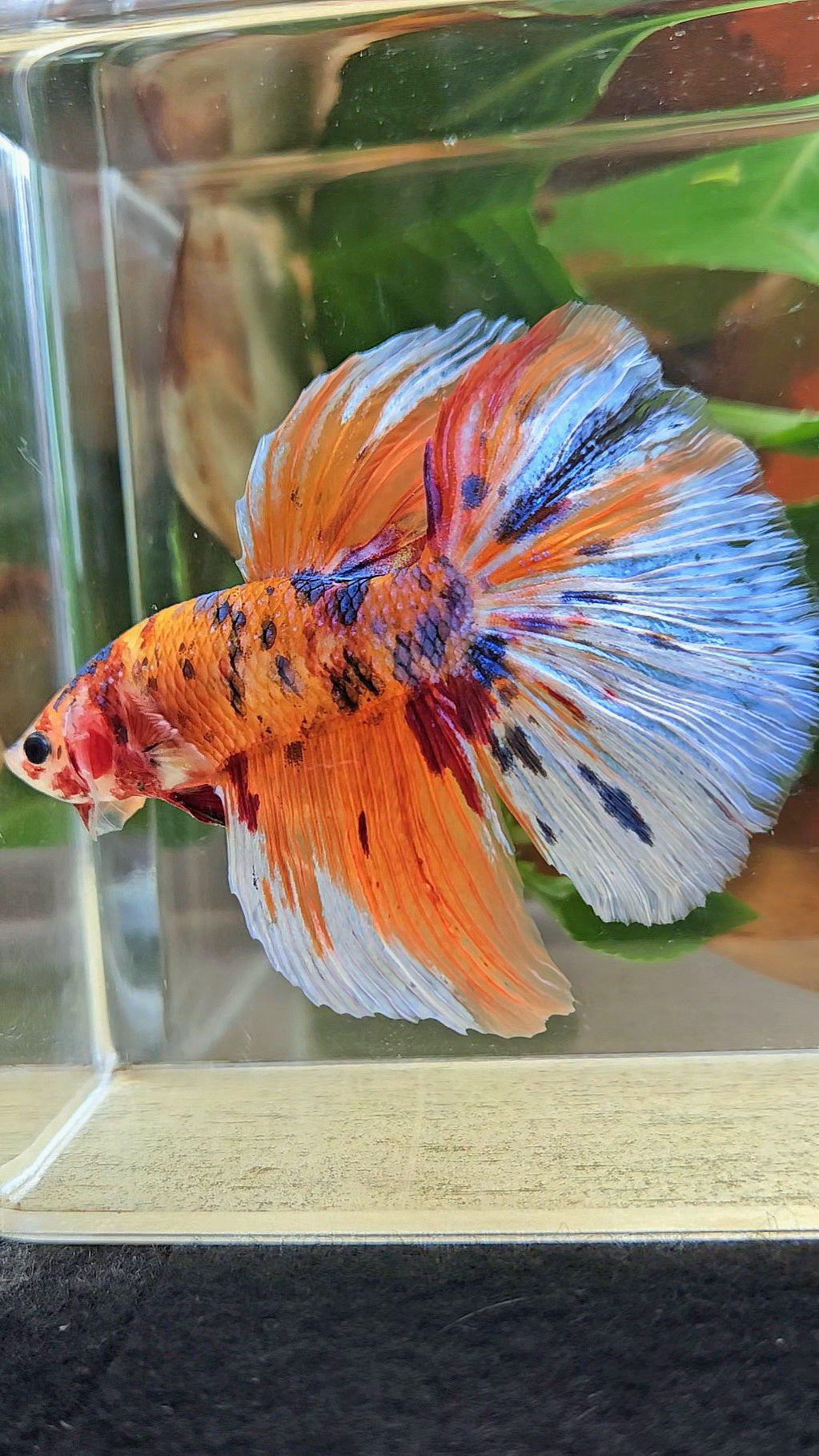 GIANT HALFMOON TOTAL 8CM+ ORANGE CANDY MULTICOLOR BETTA FISH