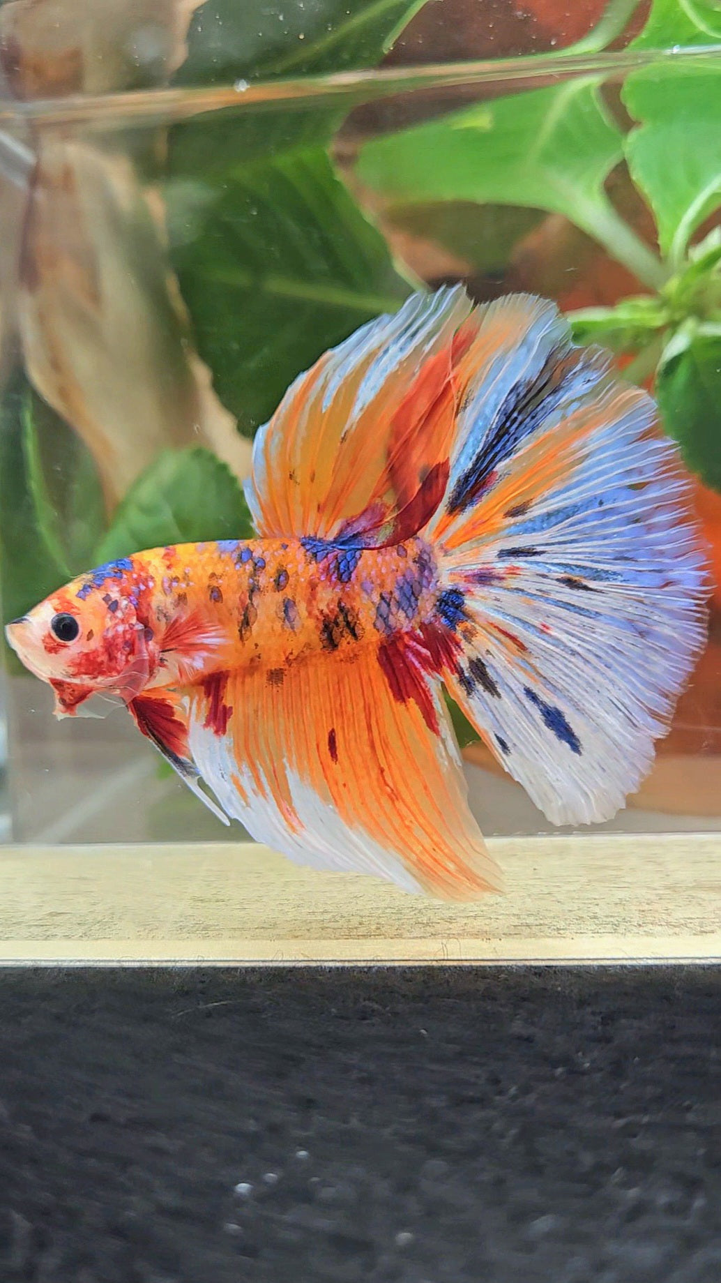 GIANT HALFMOON TOTAL 8CM+ ORANGE CANDY MULTICOLOR BETTA FISH
