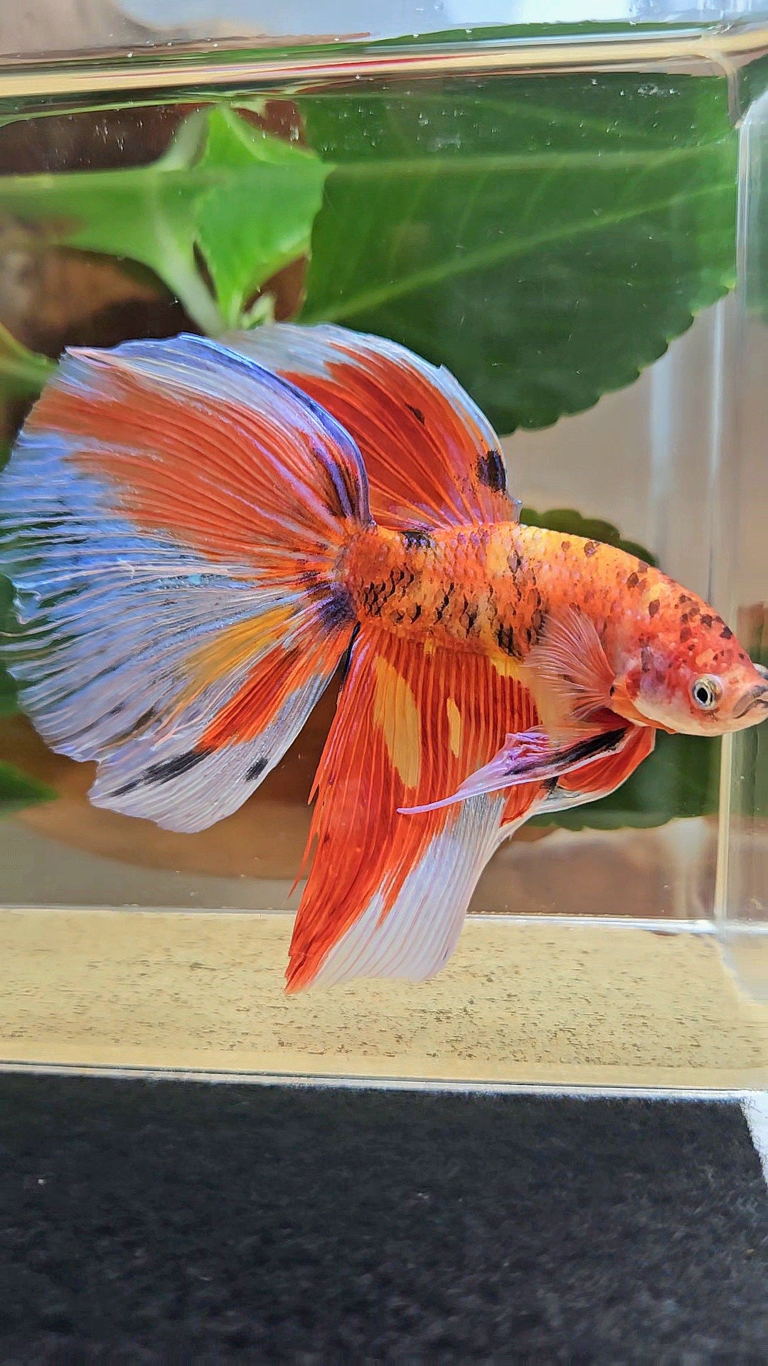 GIANT HALFMOON TOTAL 8CM+ ORANGE MULTICOLOR BETTA FISH