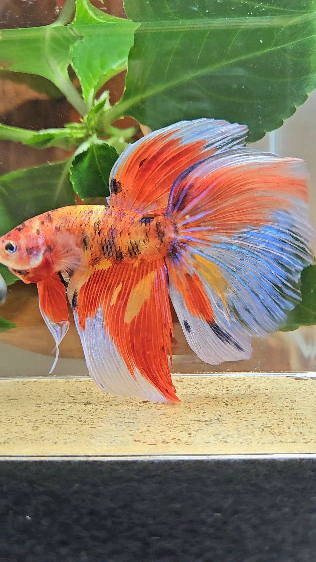 GIANT HALFMOON TOTAL 8CM+ ORANGE MULTICOLOR BETTA FISH