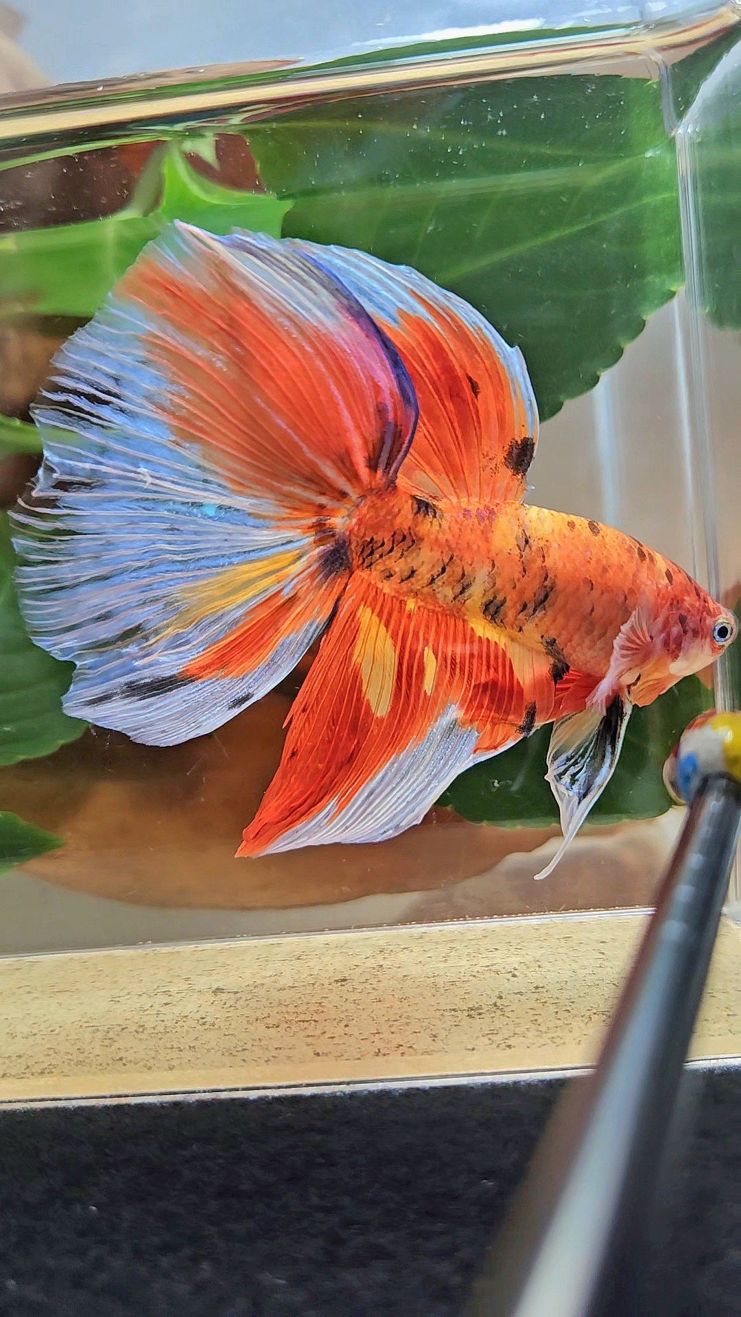 GIANT HALFMOON TOTAL 8CM+ ORANGE MULTICOLOR BETTA FISH
