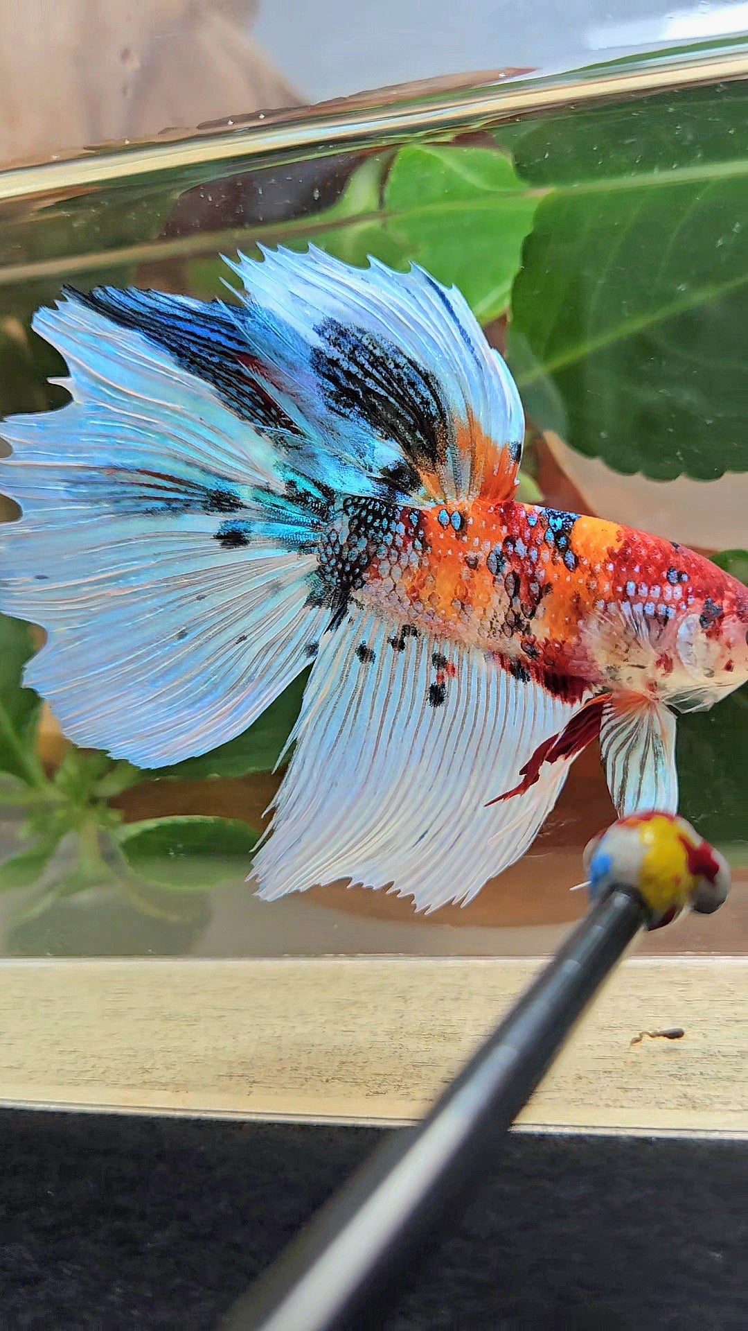 GIANT HALFMOON TOTAL 8,5CM ORANGE WHITE METALLIC SUPER MULTICOLOR BETTA FISH