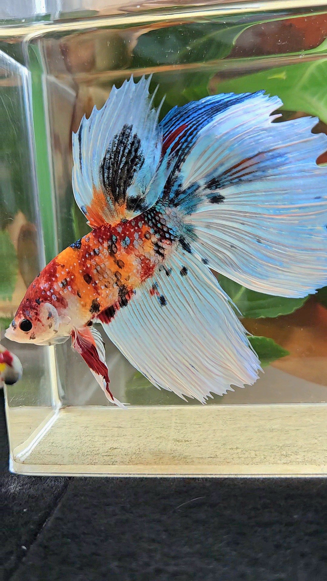 GIANT HALFMOON TOTAL 8,5CM ORANGE WHITE METALLIC SUPER MULTICOLOR BETTA FISH