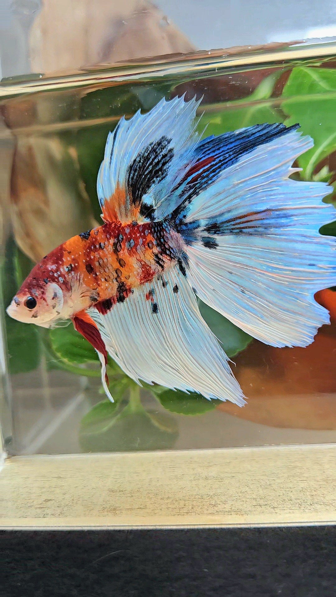 GIANT HALFMOON TOTAL 8,5CM ORANGE WHITE METALLIC SUPER MULTICOLOR BETTA FISH