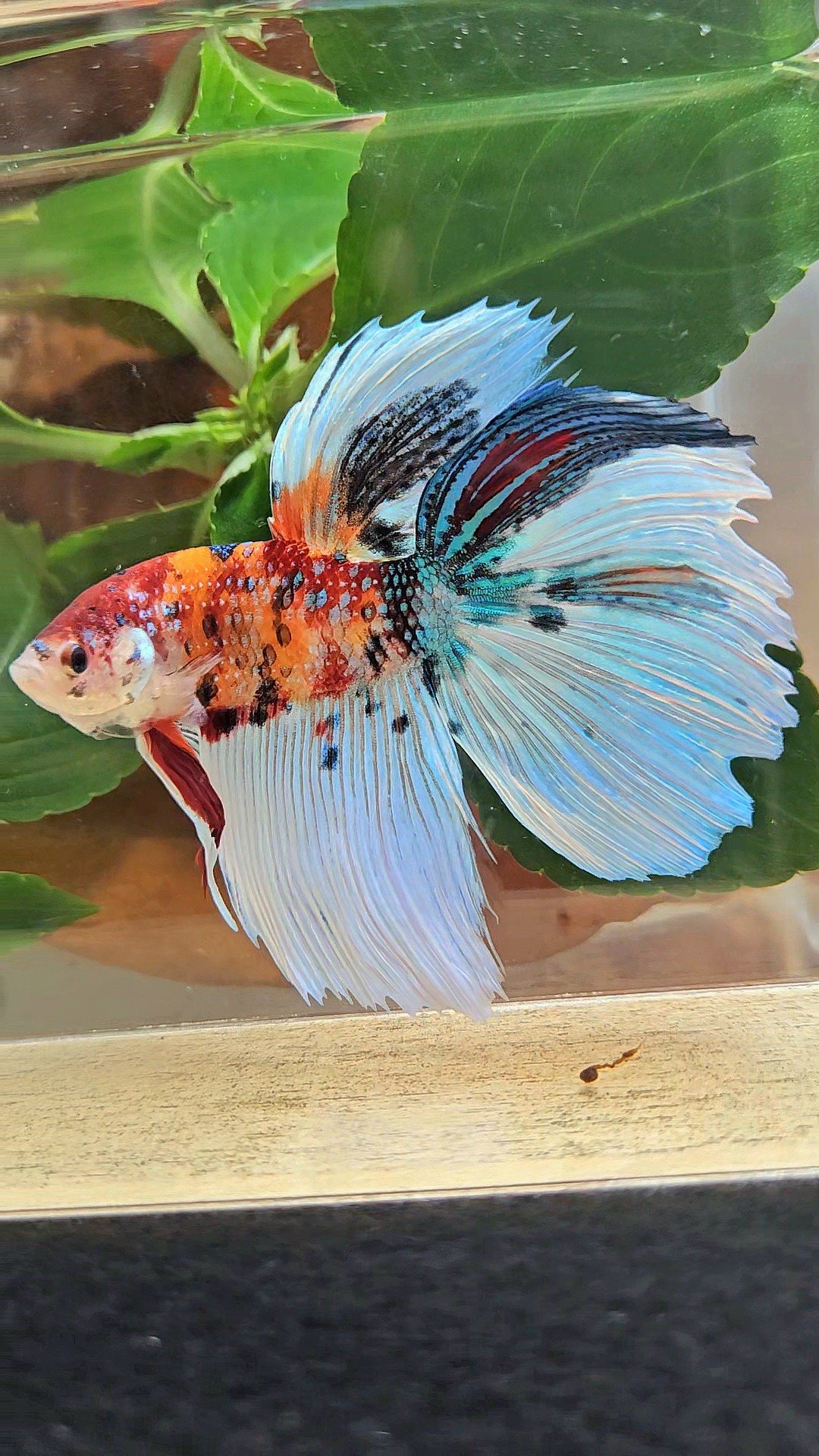 GIANT HALFMOON TOTAL 8,5CM ORANGE WHITE METALLIC SUPER MULTICOLOR BETTA FISH