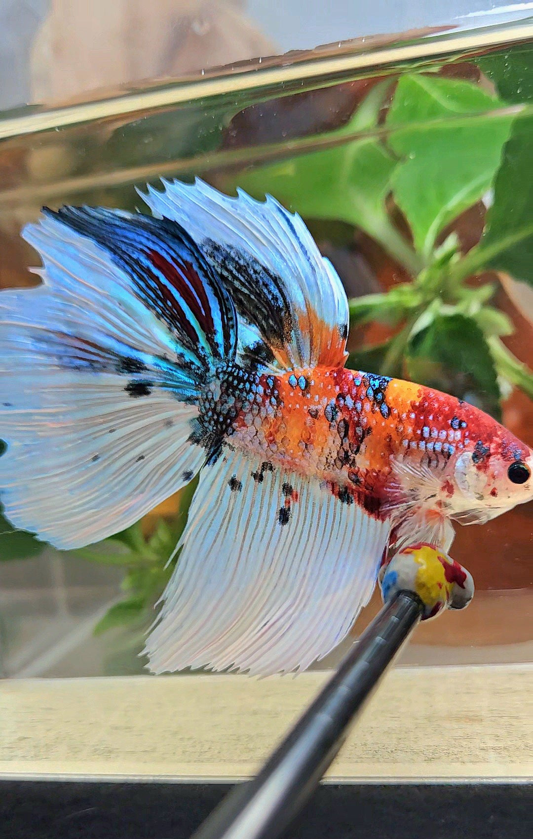 GIANT HALFMOON TOTAL 8,5CM ORANGE WHITE METALLIC SUPER MULTICOLOR BETTA FISH