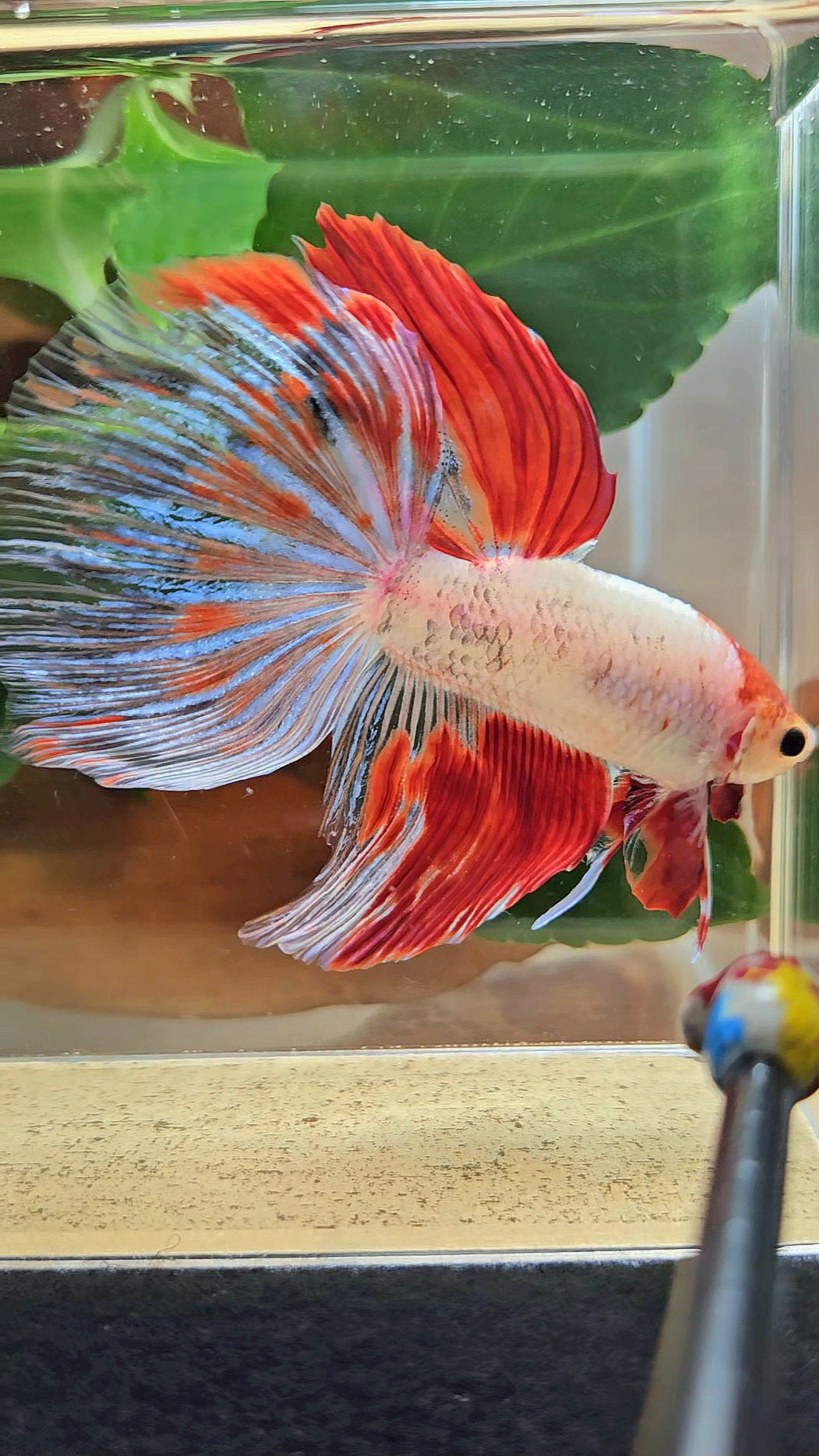 GIANT HALFMOON TOTAL 8CM+ AOC WHITE RED KOI PATTERN BETTA FISH