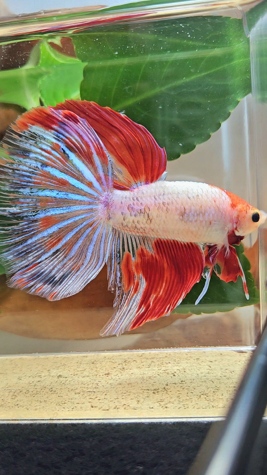 GIANT HALFMOON TOTAL 8CM+ AOC WHITE RED KOI PATTERN BETTA FISH