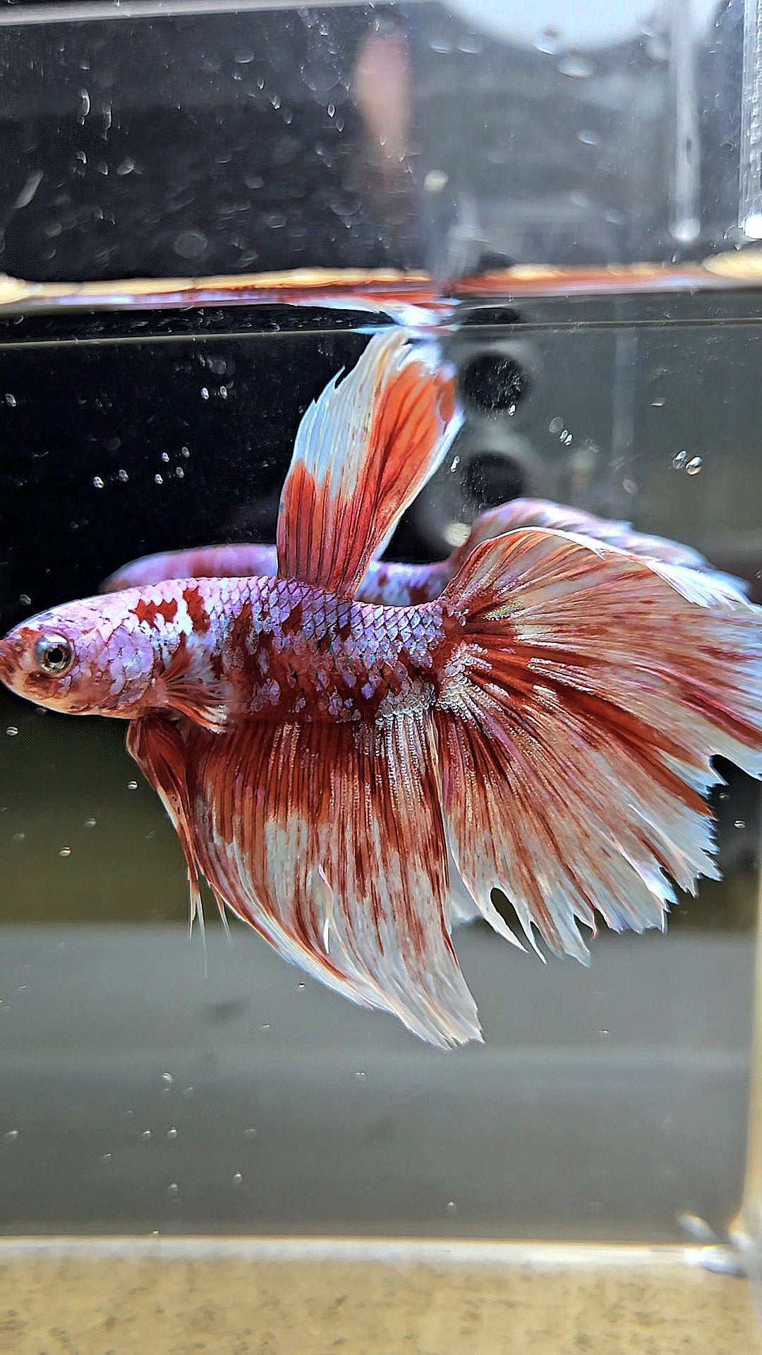 HALFMOON RED WHITE GALAXY BARONGSAI BETTA FISH