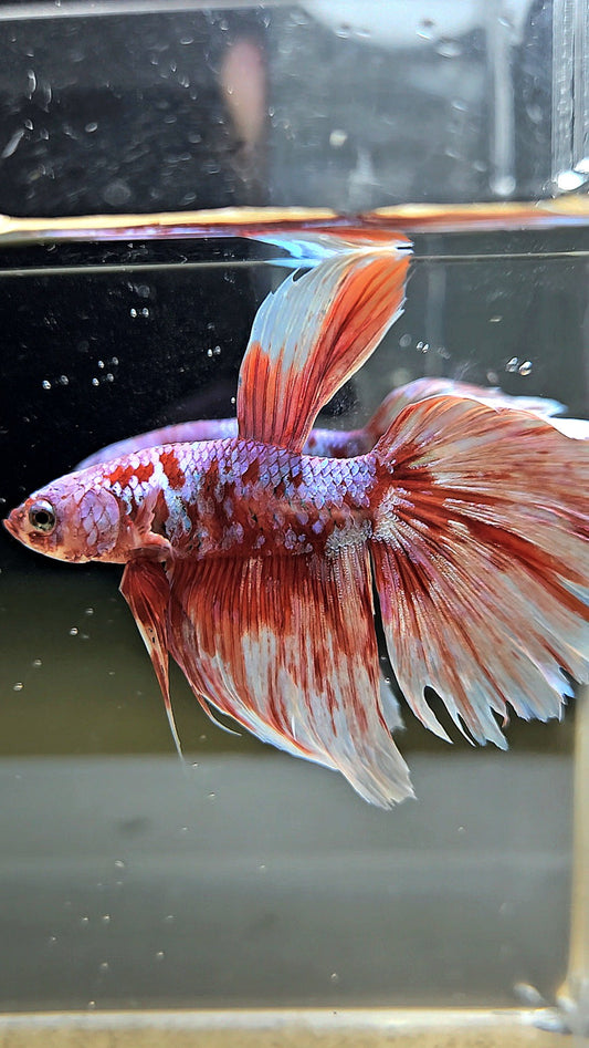 HALFMOON RED WHITE GALAXY BARONGSAI BETTA FISH