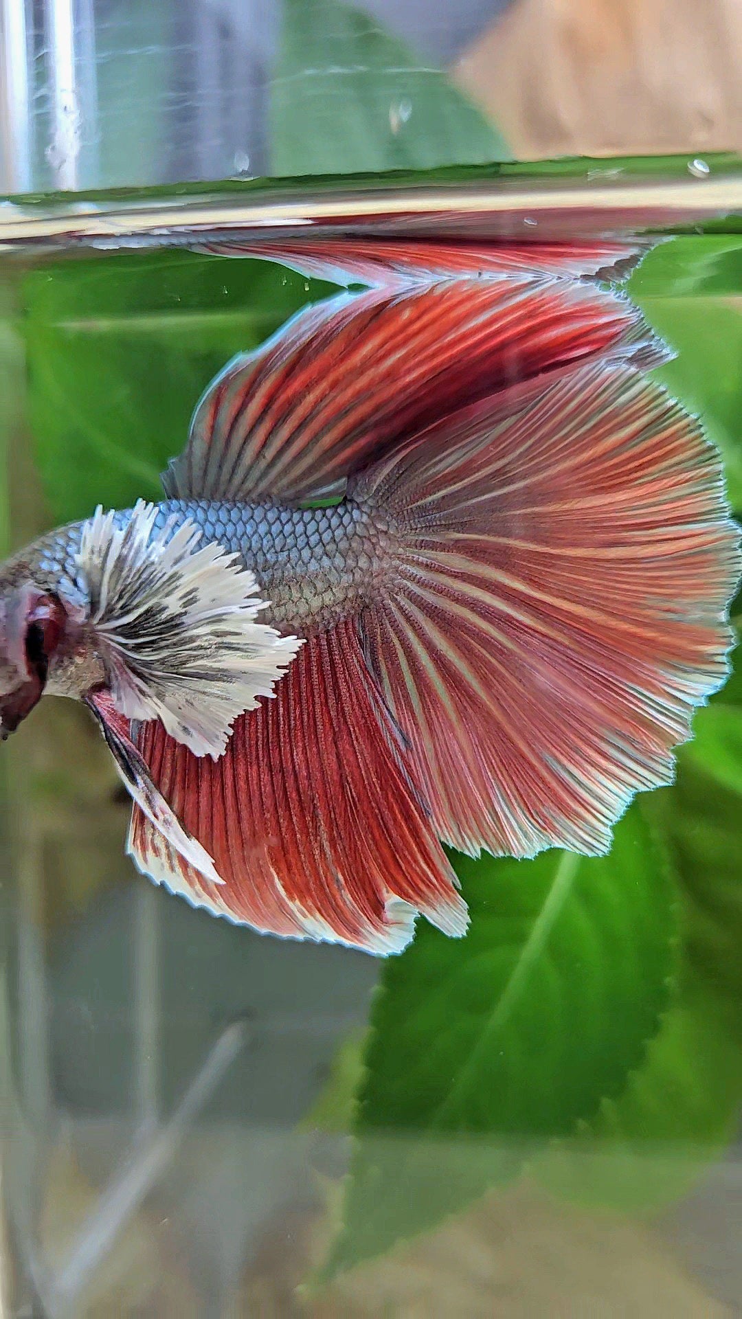 HALFMOON DOUBLE TAIL DUMBO EAR COPPER RED BETTA FISH