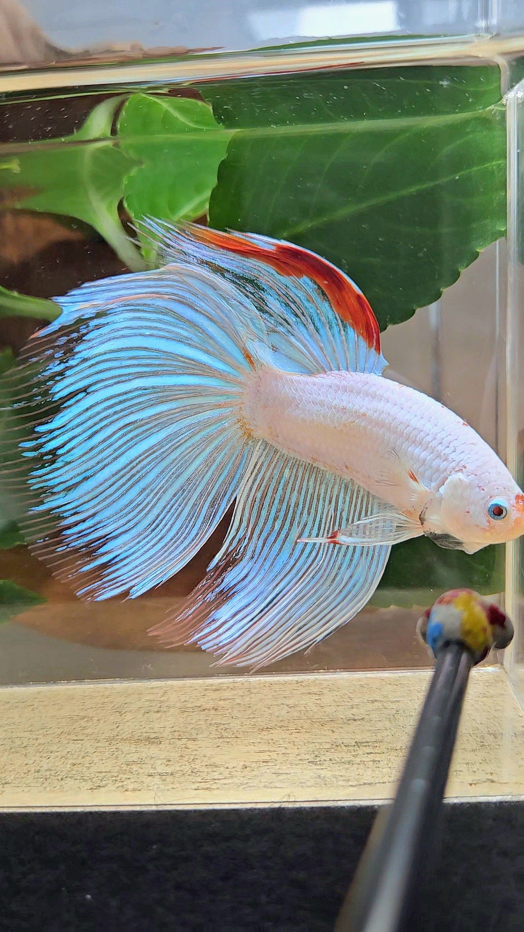 SUPER GIANT HALFMOON TOTAL 9,5CM+ WHITE FANCY AOC RED DORSAL BETTA FISH