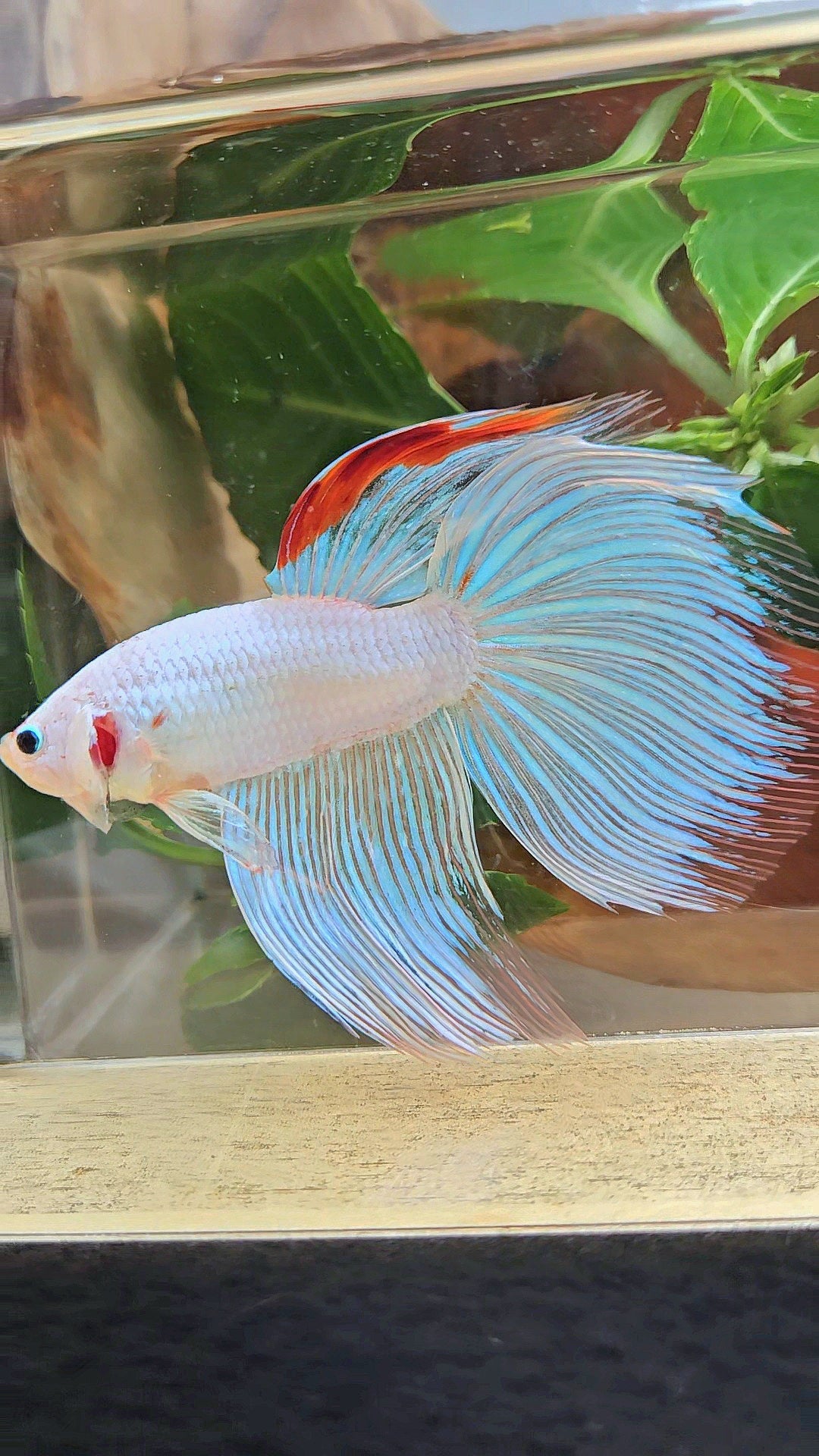 SUPER GIANT HALFMOON TOTAL 9,5CM+ WHITE FANCY AOC RED DORSAL BETTA FISH