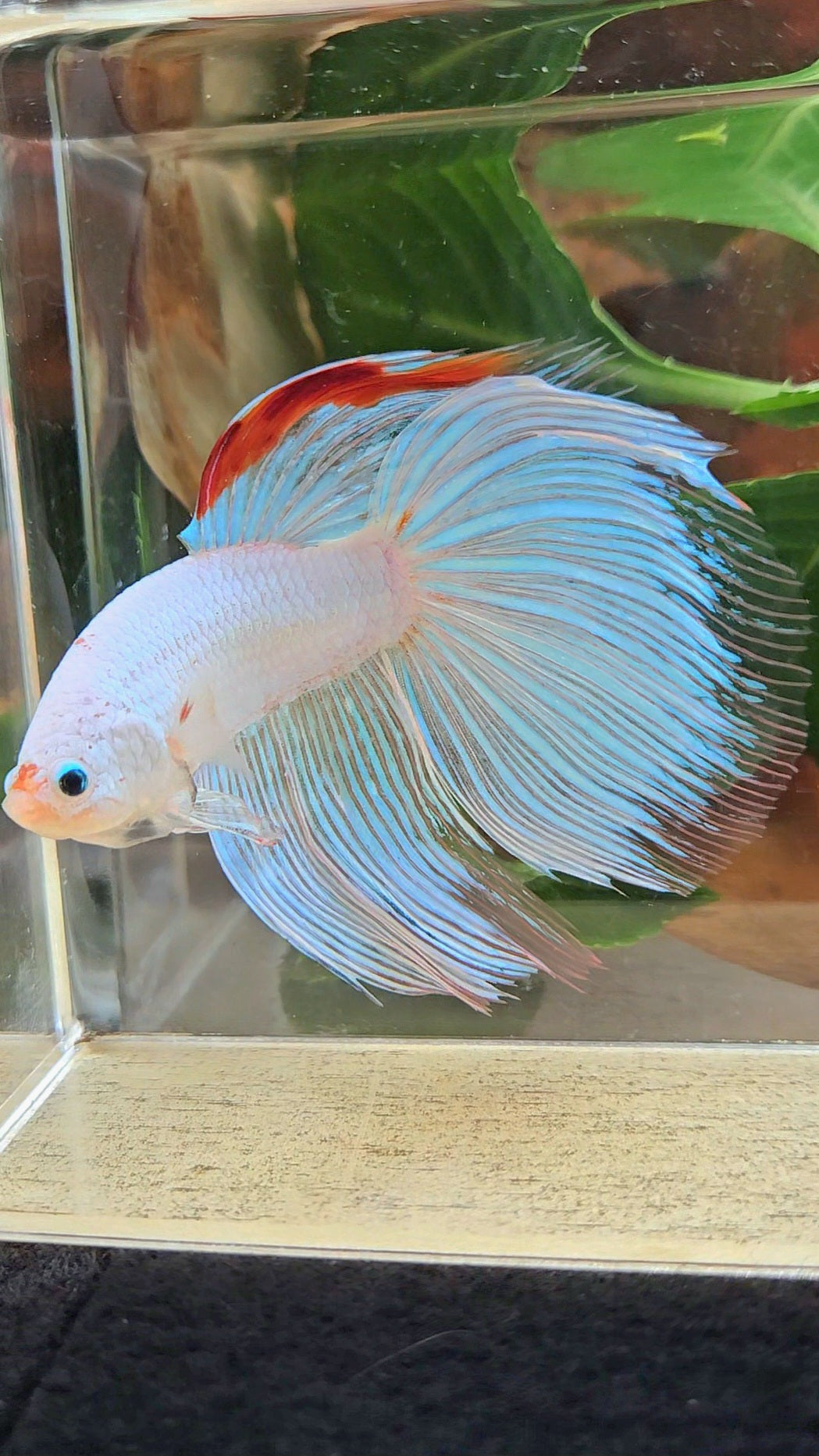 SUPER GIANT HALFMOON TOTAL 9,5CM+ WHITE FANCY AOC RED DORSAL BETTA FISH