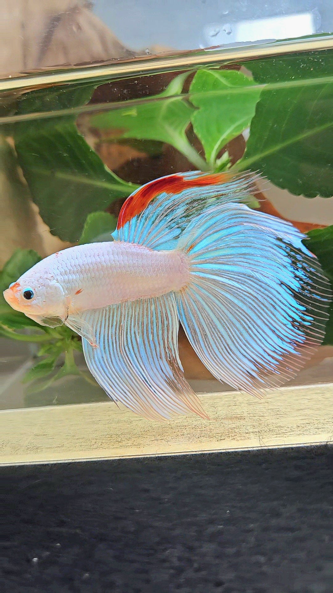 SUPER GIANT HALFMOON TOTAL 9,5CM+ WHITE FANCY AOC RED DORSAL BETTA FISH