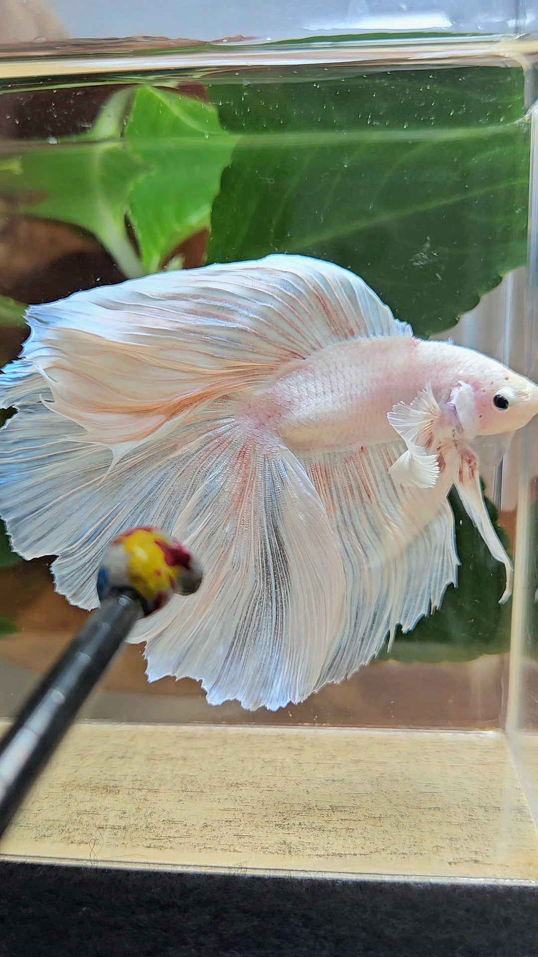 XL HALFMOON DOUBLE TAIL BIG EAR WHITE PLATINUM BETTA FISH