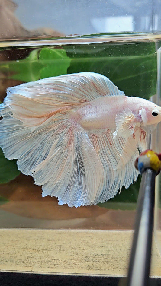 XL HALFMOON DOUBLE TAIL BIG EAR WHITE PLATINUM BETTA FISH
