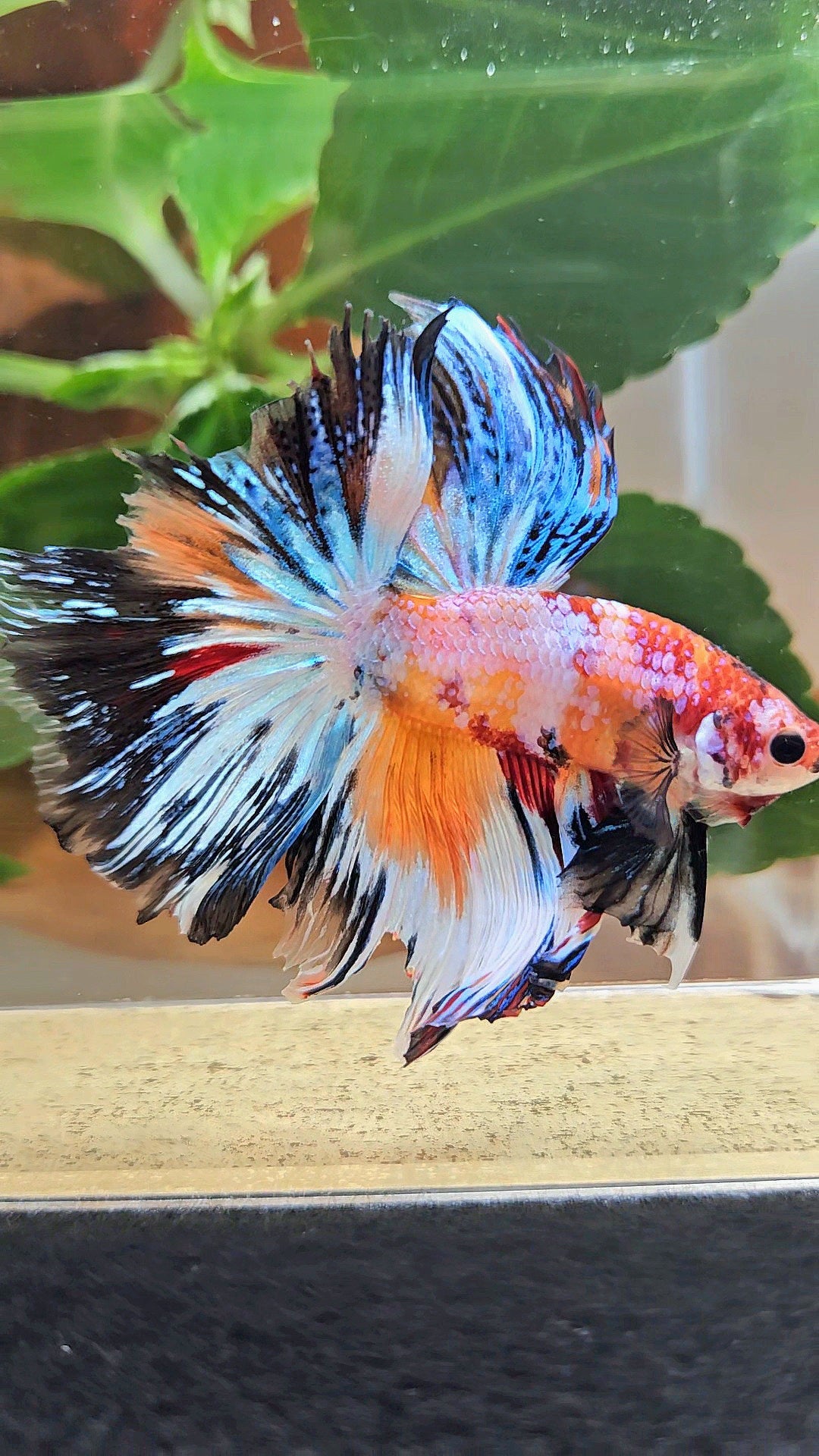 HALFMOON ROSETAIL SUPER MULTICOLOR ORANGE METALLIC BETTA FISH