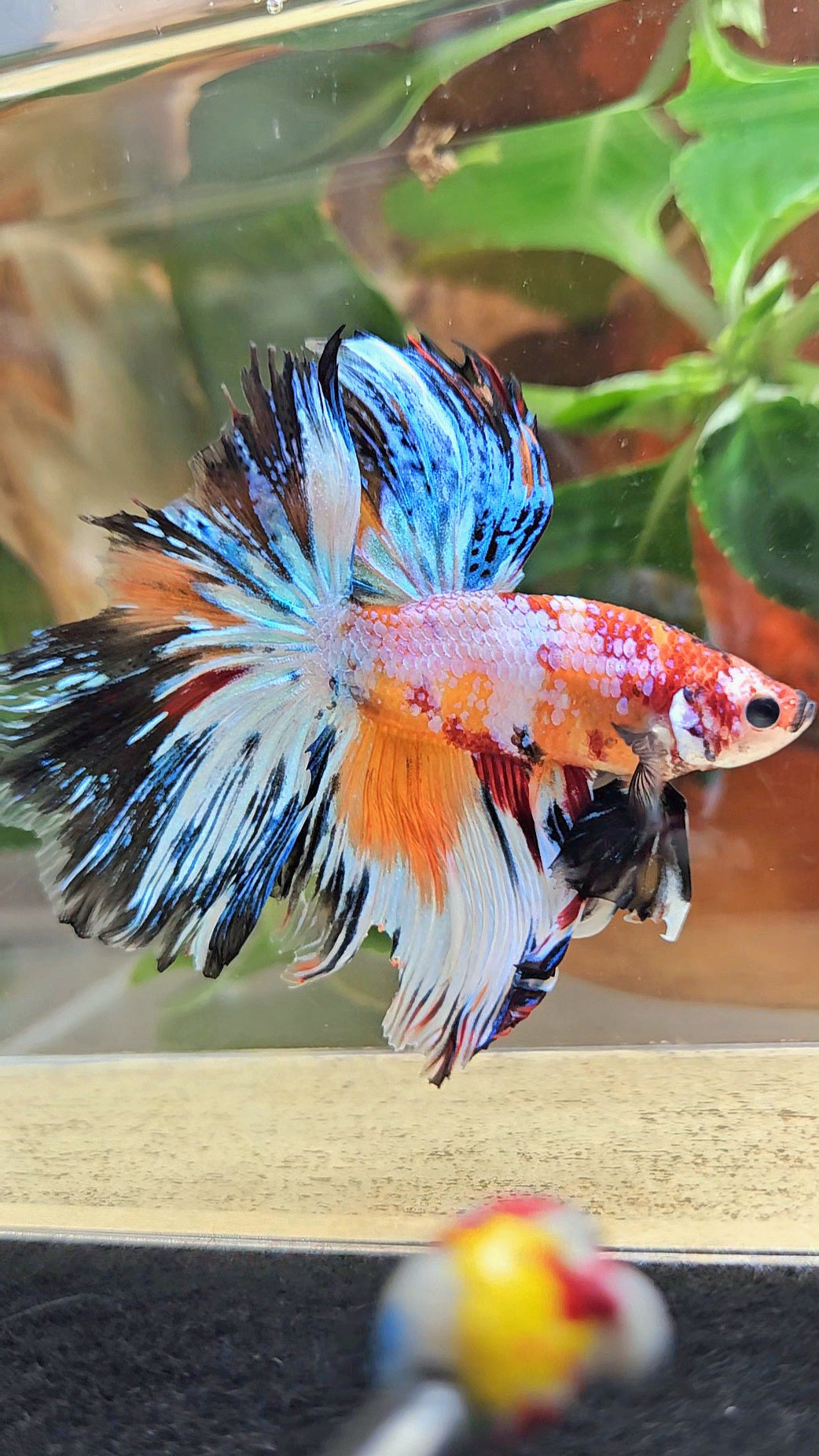 HALFMOON ROSETAIL SUPER MULTICOLOR ORANGE METALLIC BETTA FISH