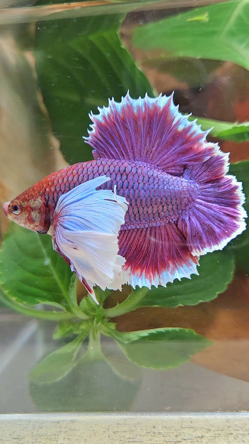 LUXURY PLAKAT DUMBO EAR DOUBLE TAIL SUPER PURPLE BETTA FISH