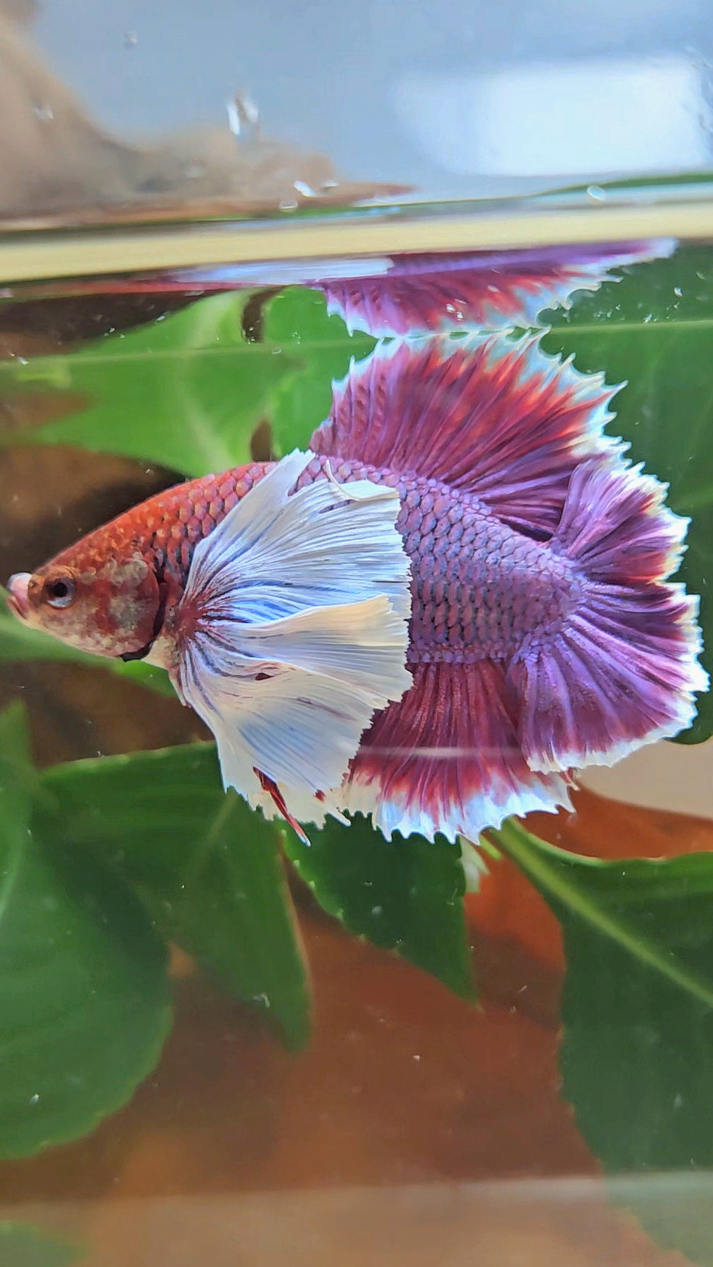 LUXURY PLAKAT DUMBO EAR DOUBLE TAIL SUPER PURPLE BETTA FISH