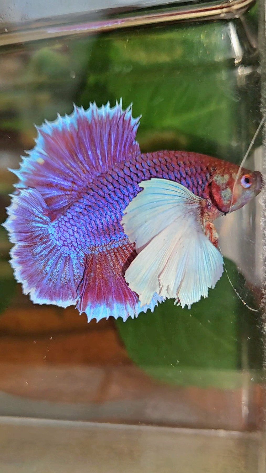 LUXURY PLAKAT DUMBO EAR DOUBLE TAIL SUPER PURPLE BETTA FISH
