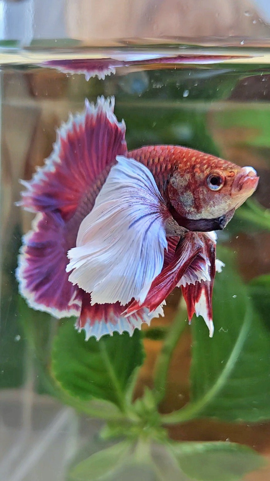 LUXURY PLAKAT DUMBO EAR DOUBLE TAIL SUPER PURPLE BETTA FISH