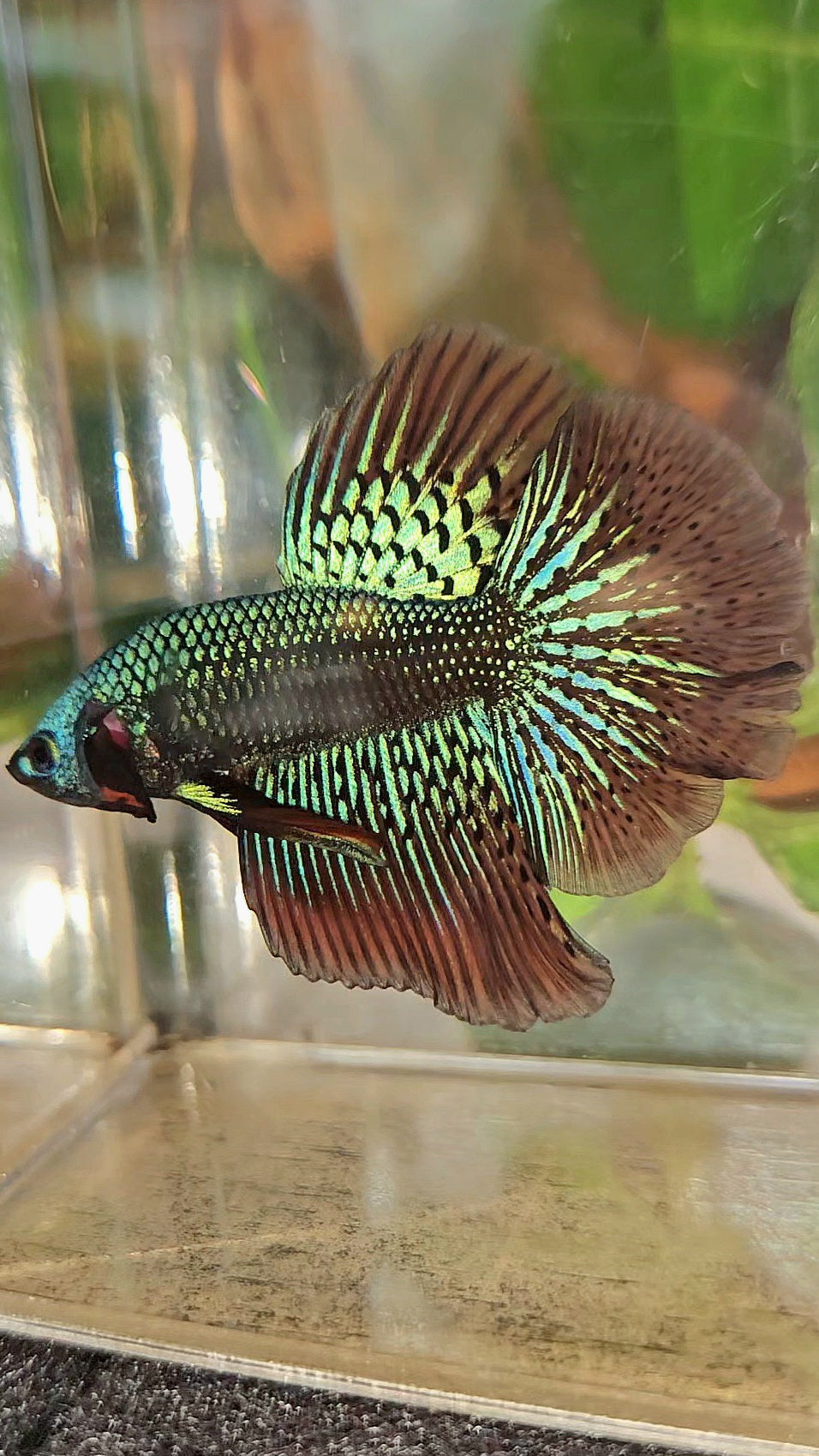 LUXURY HALFMOON ROSETAIL SAMURAI ALIEN GREEN HYBRID WILD BETTA FISH
