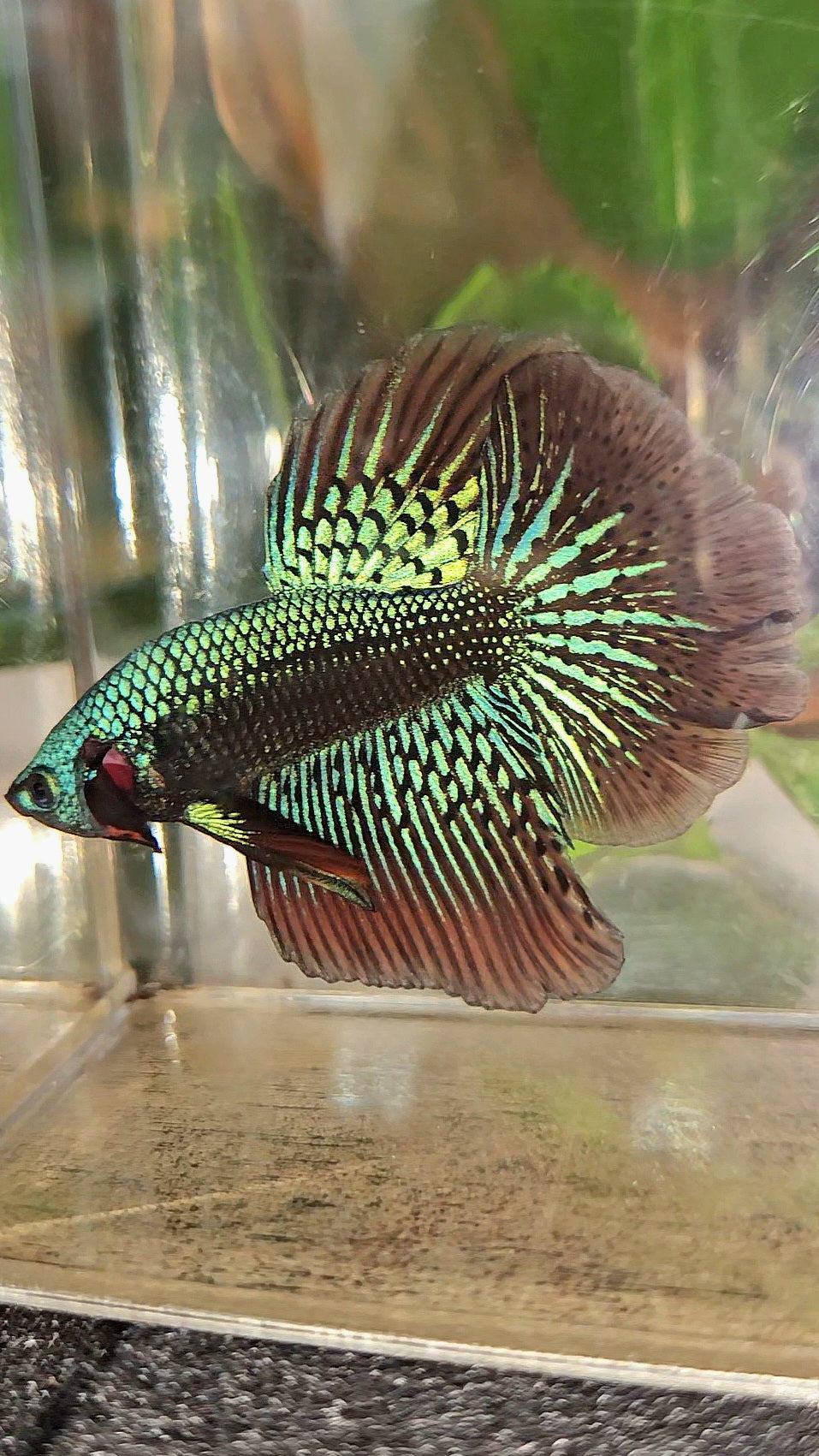 LUXURY HALFMOON ROSETAIL SAMURAI ALIEN GREEN HYBRID WILD BETTA FISH