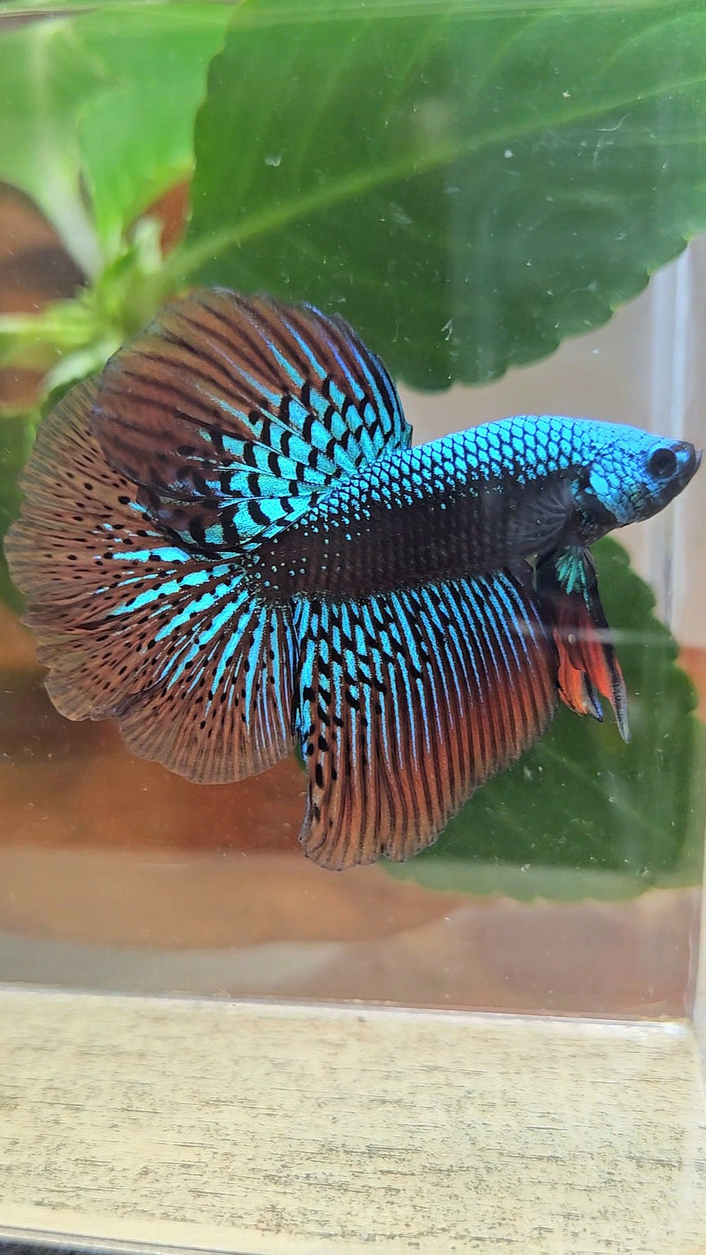 LUXURY HALFMOON ROSETAIL SAMURAI ALIEN GREEN HYBRID WILD BETTA FISH