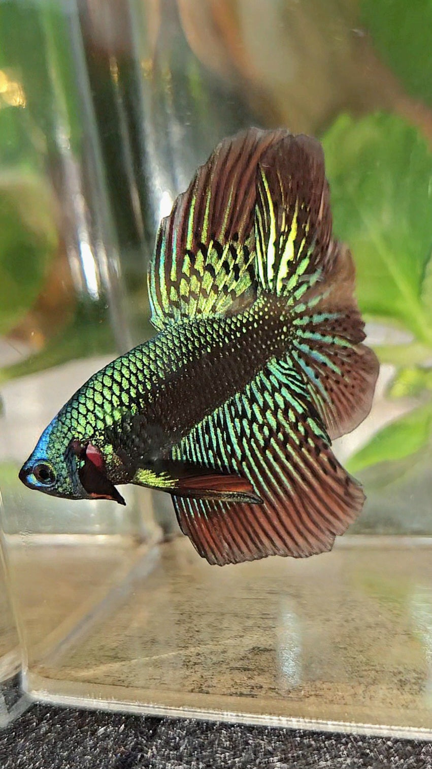 LUXURY HALFMOON ROSETAIL SAMURAI ALIEN GREEN HYBRID WILD BETTA FISH