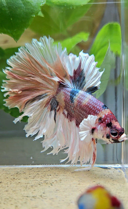 HALFMOON CROWNTAIL BIG EAR COPPER FANCY MULTICOLOR BETTA FISH
