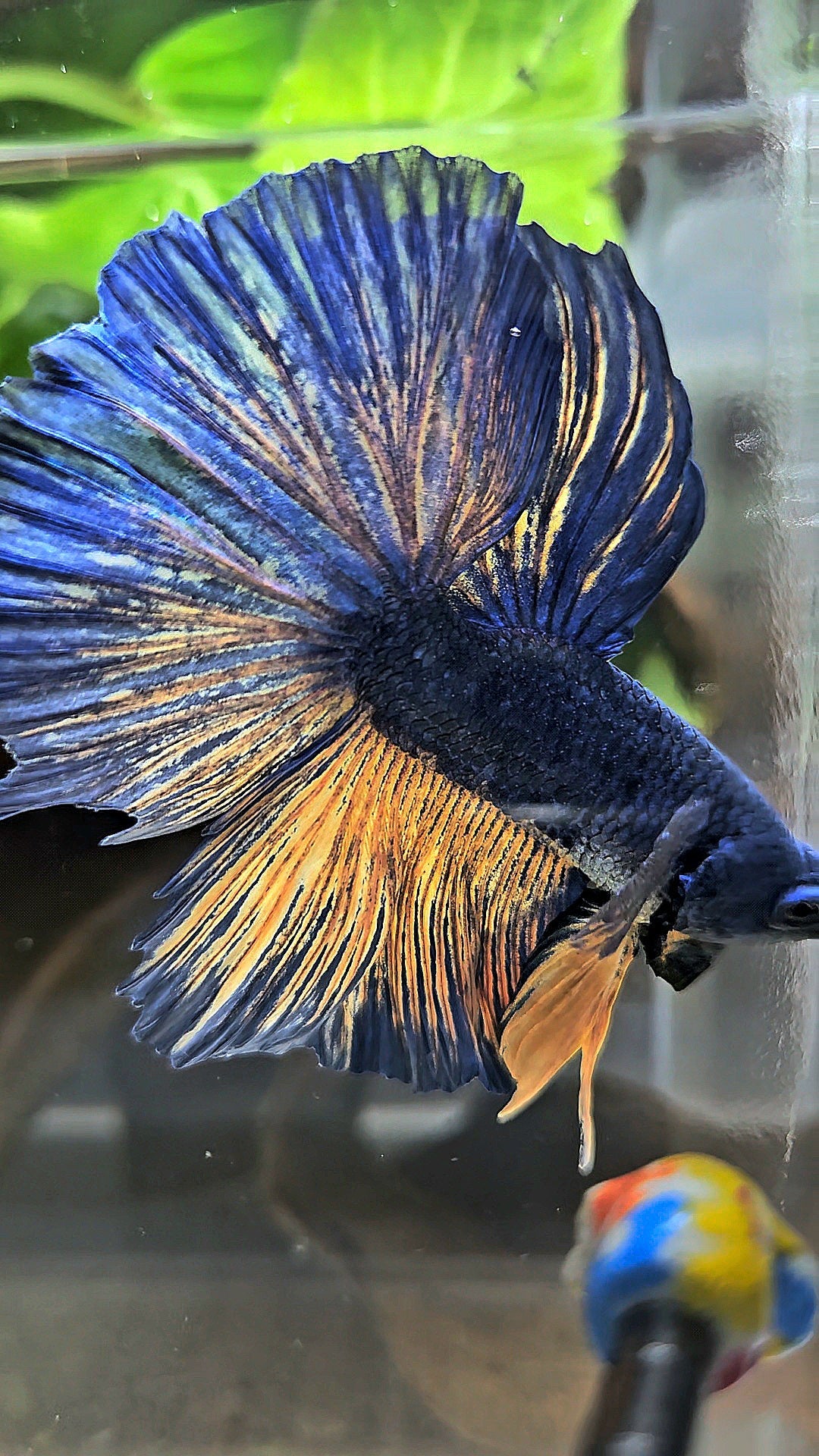 HALFMOON BLUE YELLOW MUSTARD GAS BETTA FISH