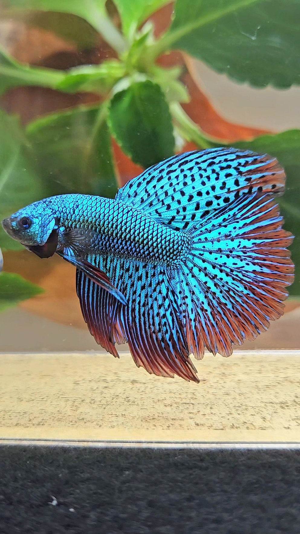 LUXURY HALFMOON ROSETAIL SUPER ALIEN GREEN HYBRID WILD BETTA FISH