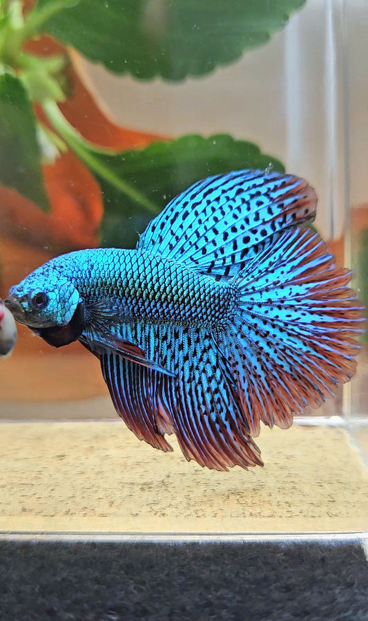 LUXURY HALFMOON ROSETAIL SUPER ALIEN GREEN HYBRID WILD BETTA FISH