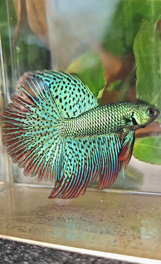 LUXURY HALFMOON ROSETAIL SUPER ALIEN GREEN HYBRID WILD BETTA FISH