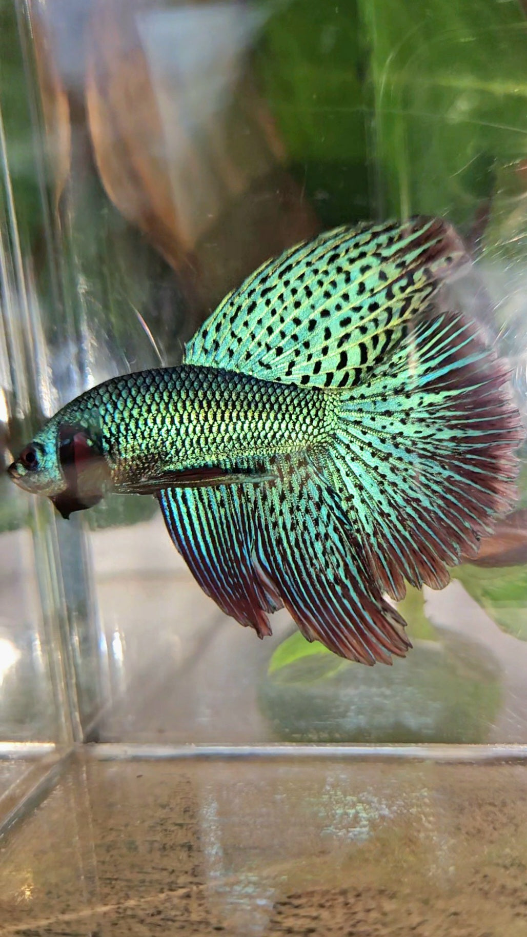 LUXURY HALFMOON ROSETAIL SUPER ALIEN GREEN HYBRID WILD BETTA FISH