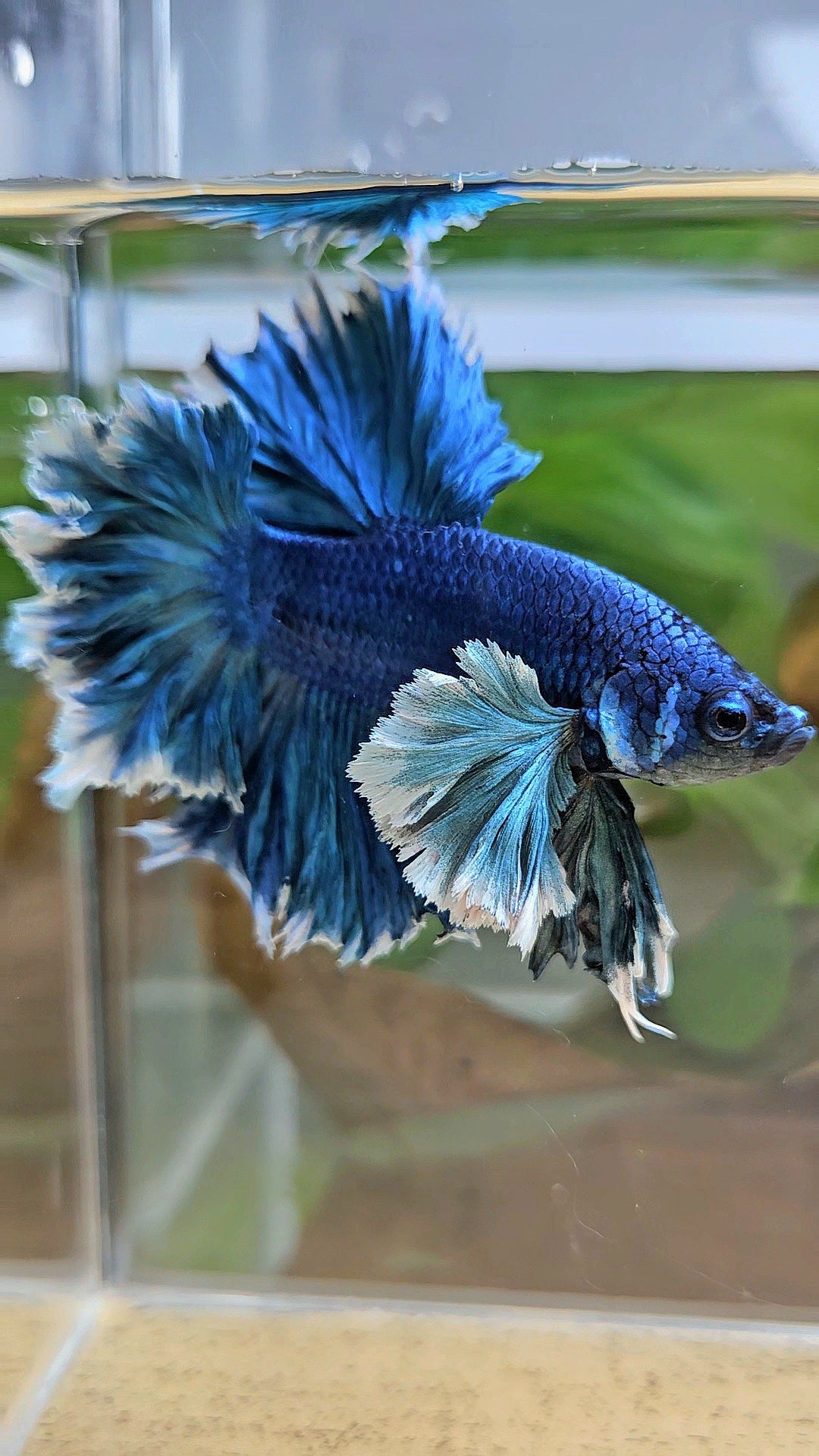 LUXURY HALFMOON SUPER ROSE EAR FEATHER TAIL BLUE TURRQUOISE BETTA FISH