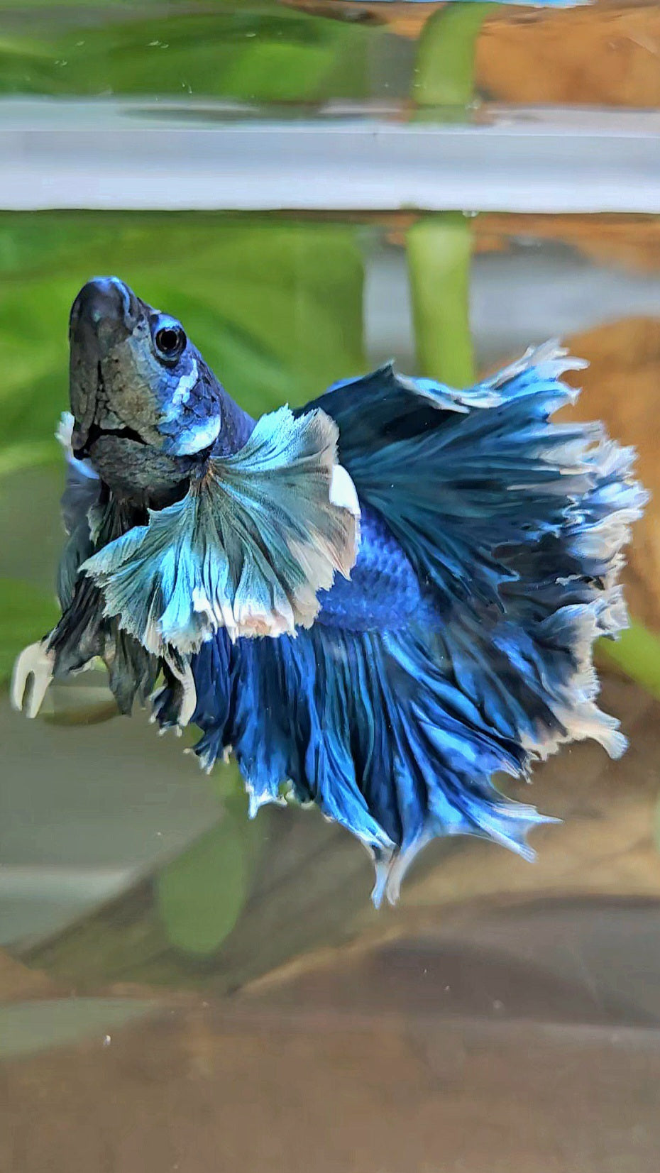 LUXURY HALFMOON SUPER ROSE EAR FEATHER TAIL BLUE TURRQUOISE BETTA FISH
