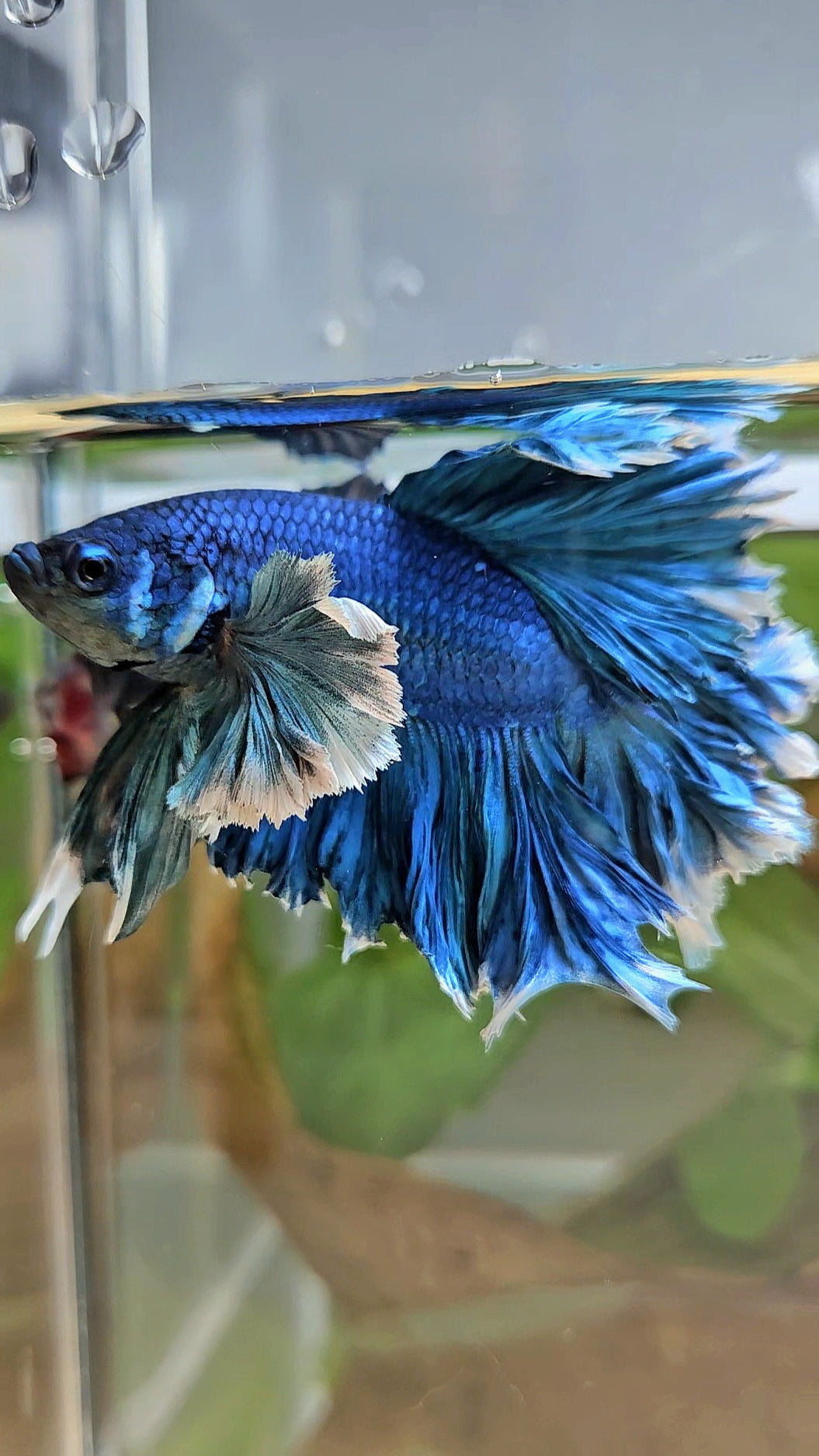 LUXURY HALFMOON SUPER ROSE EAR FEATHER TAIL BLUE TURRQUOISE BETTA FISH