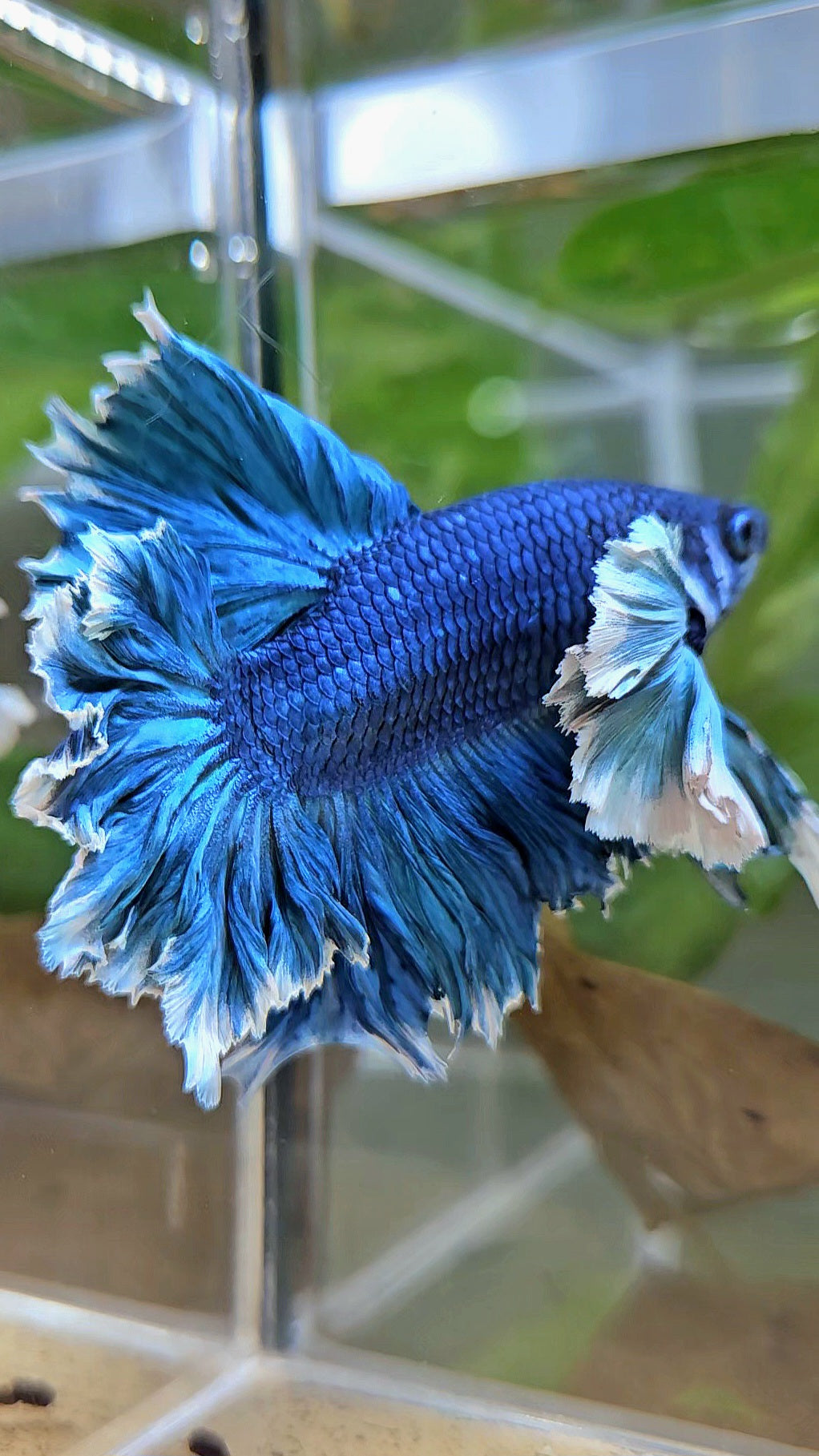 LUXURY HALFMOON SUPER ROSE EAR FEATHER TAIL BLUE TURRQUOISE BETTA FISH