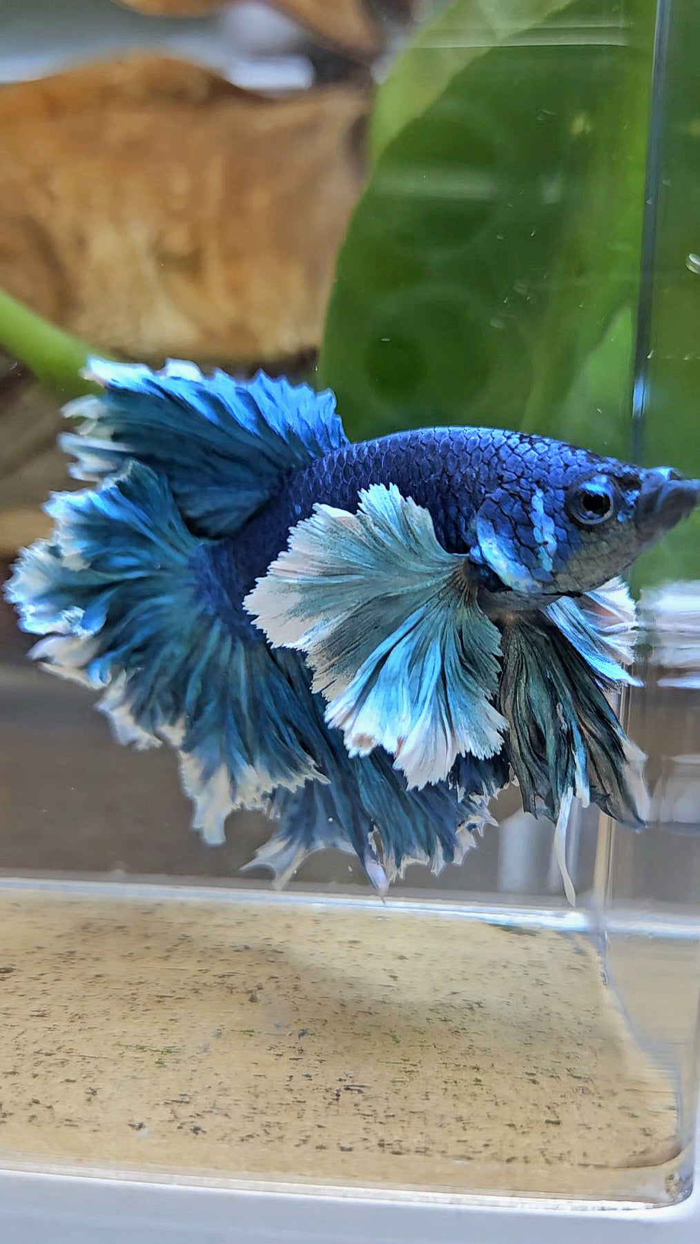 LUXURY HALFMOON SUPER ROSE EAR FEATHER TAIL BLUE TURRQUOISE BETTA FISH