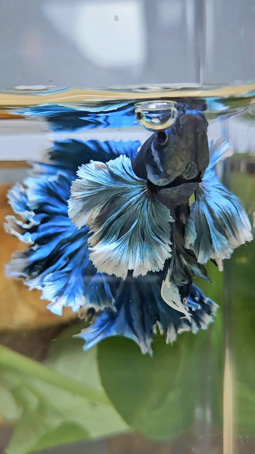 LUXURY HALFMOON SUPER ROSE EAR FEATHER TAIL BLUE TURRQUOISE BETTA FISH