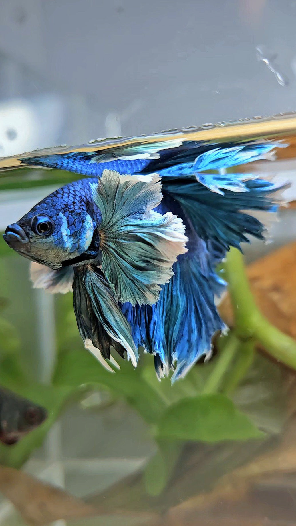 LUXURY HALFMOON SUPER ROSE EAR FEATHER TAIL BLUE TURRQUOISE BETTA FISH