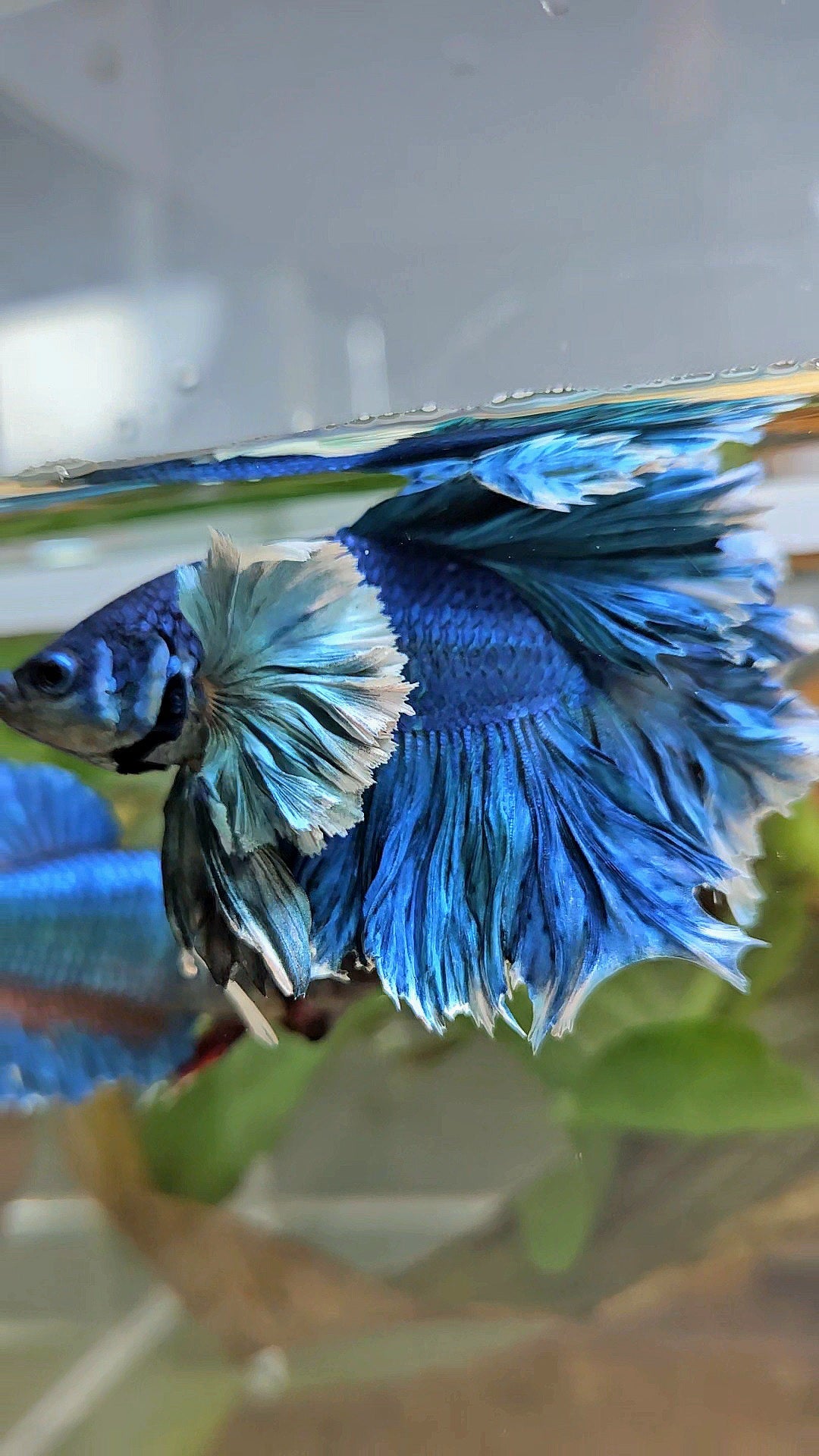 LUXURY HALFMOON SUPER ROSE EAR FEATHER TAIL BLUE TURRQUOISE BETTA FISH