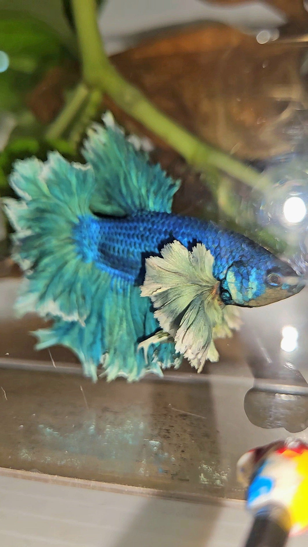 LUXURY HALFMOON SUPER ROSE EAR FEATHER TAIL BLUE TURRQUOISE BETTA FISH